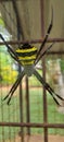 Argiope anasuja Royalty Free Stock Photo